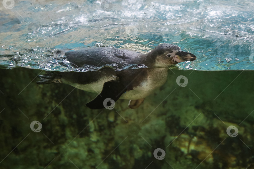 Скачать Пингвин плавает под водой в аквариуме за стеклом фотосток Ozero