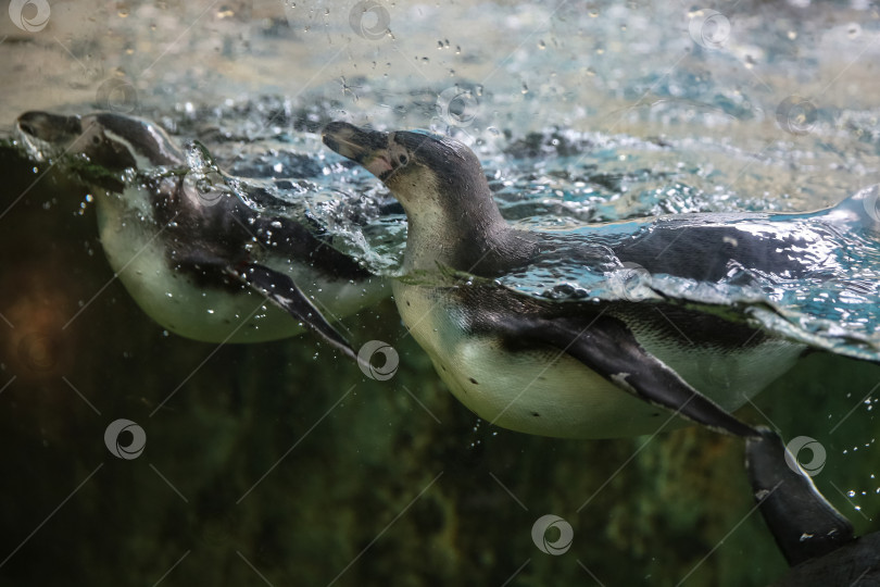 Скачать Пингвин плавает под водой в аквариуме за стеклом фотосток Ozero
