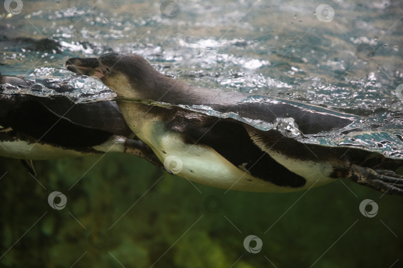 Скачать Пингвин плавает под водой в аквариуме за стеклом фотосток Ozero