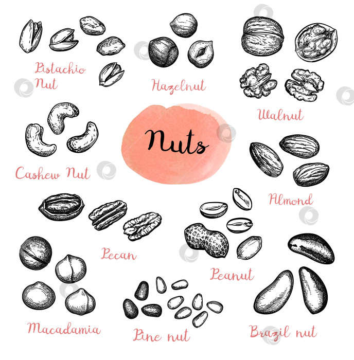 Скачать Большая коллекция эскизов nuts. фотосток Ozero