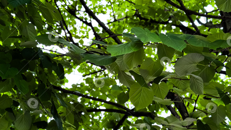 Скачать Пышные зеленые кроны деревьев с освещенными солнцем листьями в безмятежном лесу фотосток Ozero