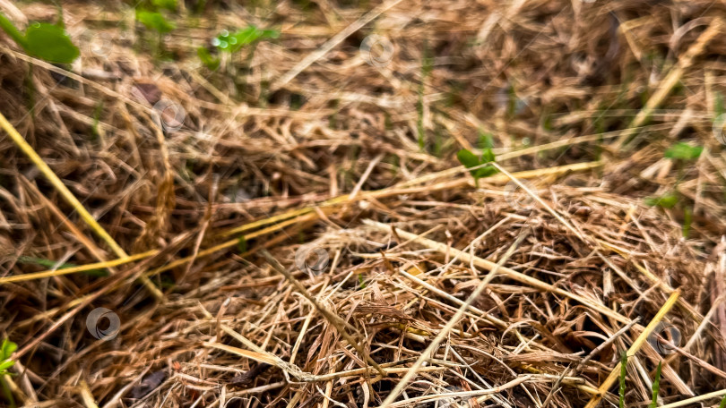 Скачать Крупный план сухой коричневой травы и мелких зеленых растений в естественной среде обитания фотосток Ozero