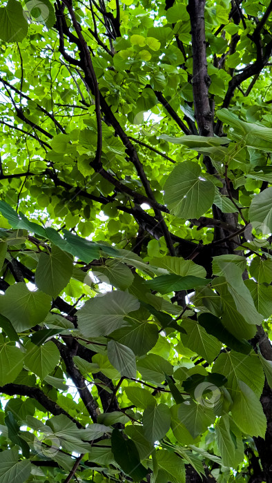 Скачать Пышная зеленая листва деревьев с солнечным светом, проникающим сквозь листья фотосток Ozero