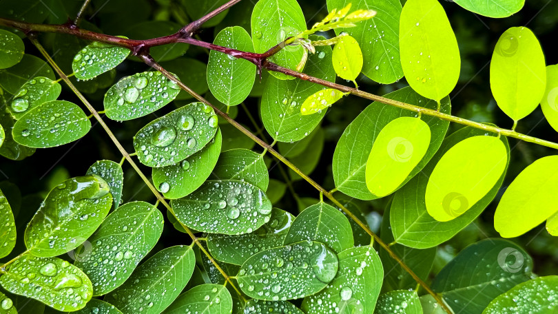 Скачать Крупный план зеленых листьев с капельками воды после дождя фотосток Ozero