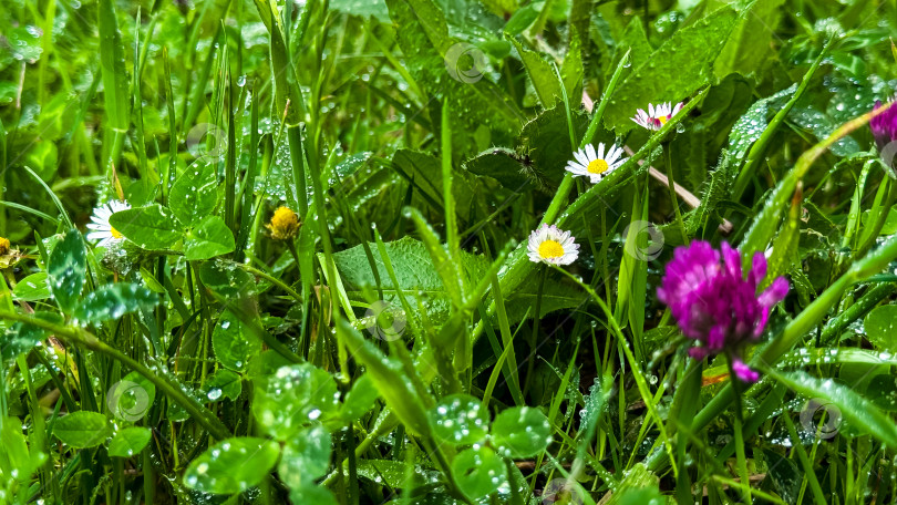 Скачать Покрытая росой зелень с маргаритками и клевером в пышном саду фотосток Ozero