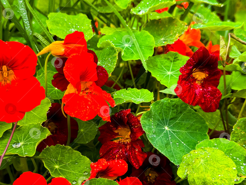Скачать Яркие красные и оранжевые цветы настурции среди покрытых росой зеленых листьев фотосток Ozero