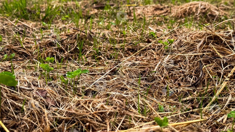 Скачать Появляющиеся зеленые ростки среди сухого сена на поле фотосток Ozero