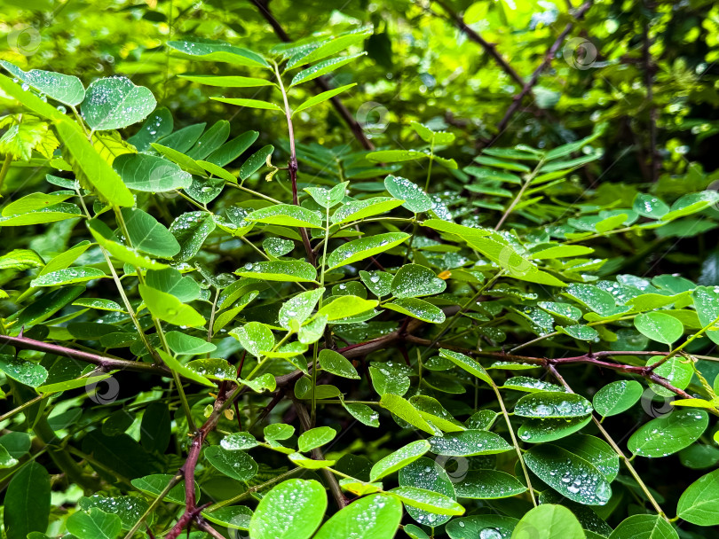 Скачать Ярко-зеленые листья с каплями росы в окружении пышного леса фотосток Ozero