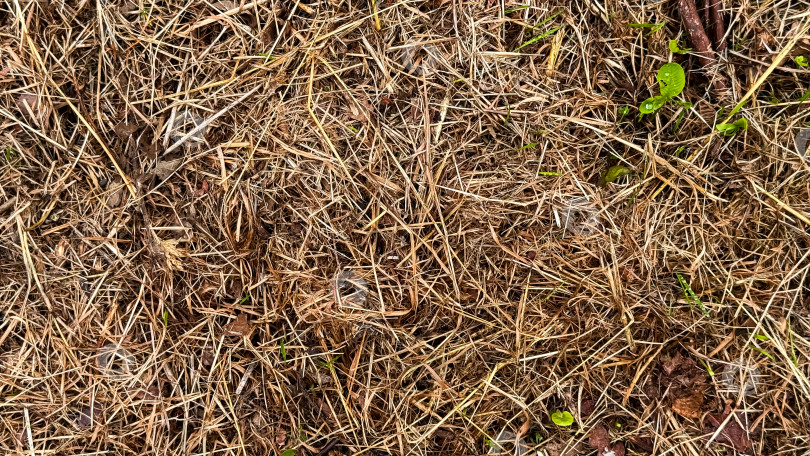 Скачать Сухая трава заросла редкими зелеными листьями на земле фотосток Ozero