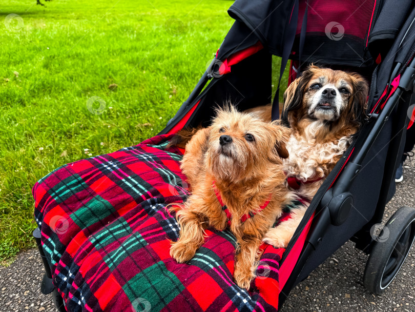 Скачать Две маленькие собачки отдыхают на клетчатом одеяле в коляске на открытом воздухе фотосток Ozero