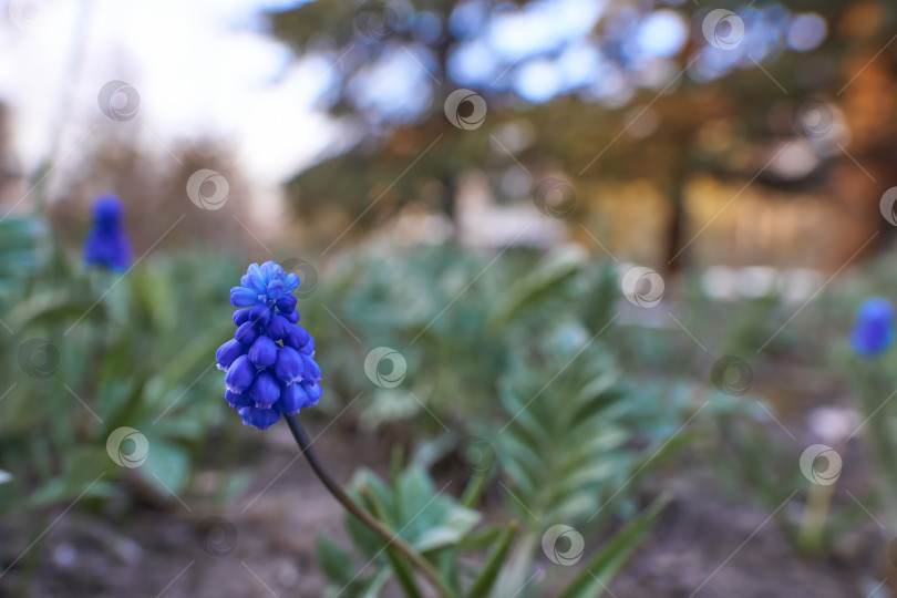 Скачать Очень красивый, летний, сине-фиолетовый цветок с зелеными лепестками на размытом фоне. Закрыть фотосток Ozero