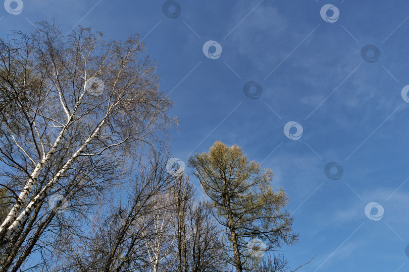 Скачать Деревья, белая береза с черными полосками, голубое небо на заднем плане фотосток Ozero