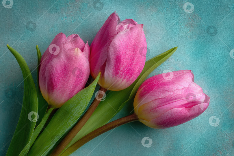 Скачать Яркие розовые тюльпаны с пышными зелеными листьями, искусно расположенными на текстурированном синем фоне, демонстрируют красоту весенних цветов в свежей и элегантной композиции фотосток Ozero