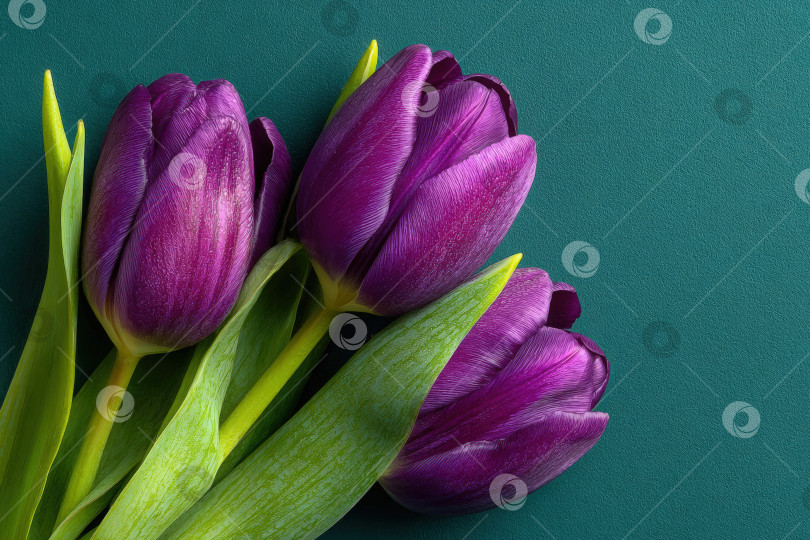 Скачать Яркие фиолетовые тюльпаны, элегантно расположенные на текстурированном бирюзовом фоне, демонстрирующие свои нежные лепестки и пышные зеленые листья, идеально подходят для цветочного дизайна и декоративных концепций фотосток Ozero