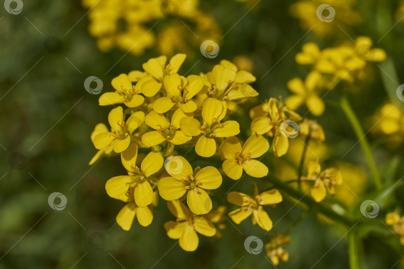 Скачать Барбарея обыкновенная (лат. Barbarea vulgaris) цветет на лугу. фотосток Ozero