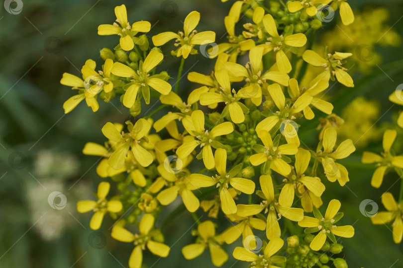 Скачать Барбарея обыкновенная (лат. Barbarea vulgaris) цветет на лугу. фотосток Ozero