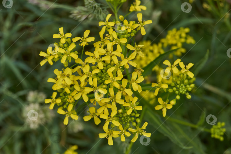 Скачать Барбарея обыкновенная (лат. Barbarea vulgaris) цветет на лугу. фотосток Ozero