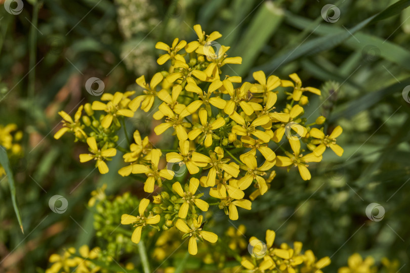 Скачать Барбарея обыкновенная (лат. Barbarea vulgaris) цветет на лугу. фотосток Ozero
