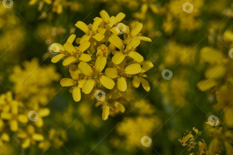 Скачать Барбарея обыкновенная (лат. Barbarea vulgaris) цветет на лугу. фотосток Ozero