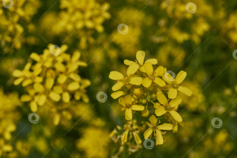 Скачать Барбарея обыкновенная (лат. Barbarea vulgaris) цветет на лугу. фотосток Ozero