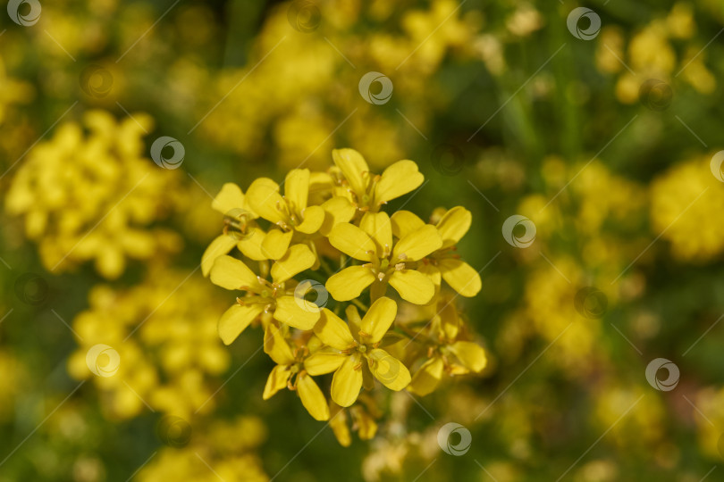Скачать Барбарея обыкновенная (лат. Barbarea vulgaris) цветет на лугу. фотосток Ozero
