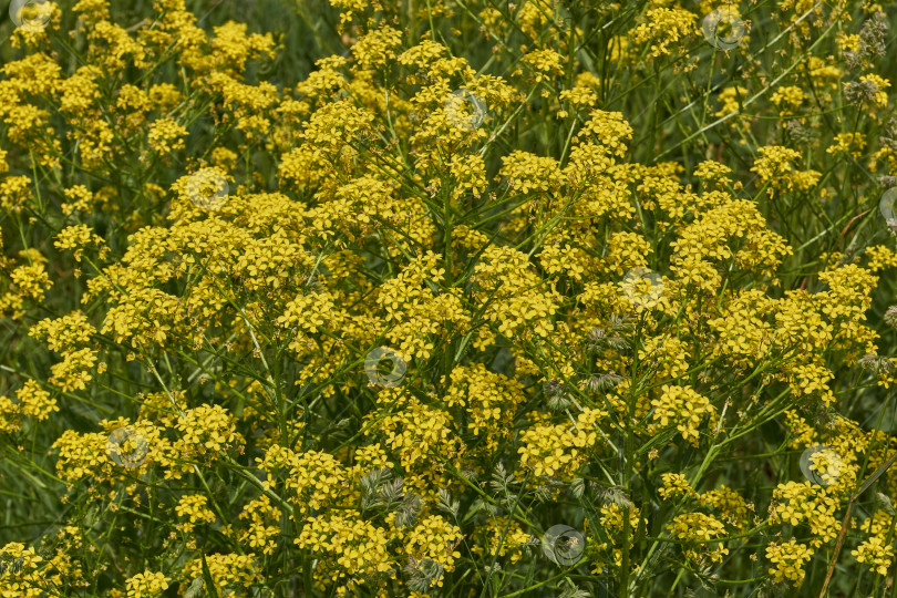 Скачать Барбарея обыкновенная (лат. Barbarea vulgaris) цветет на лугу. фотосток Ozero