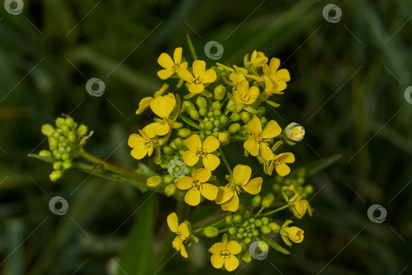 Скачать Барбарея обыкновенная (лат. Barbarea vulgaris) цветет на лугу. фотосток Ozero