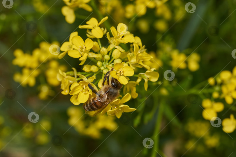 Скачать Барбарея обыкновенная (лат. Barbarea vulgaris) цветет на лугу. фотосток Ozero
