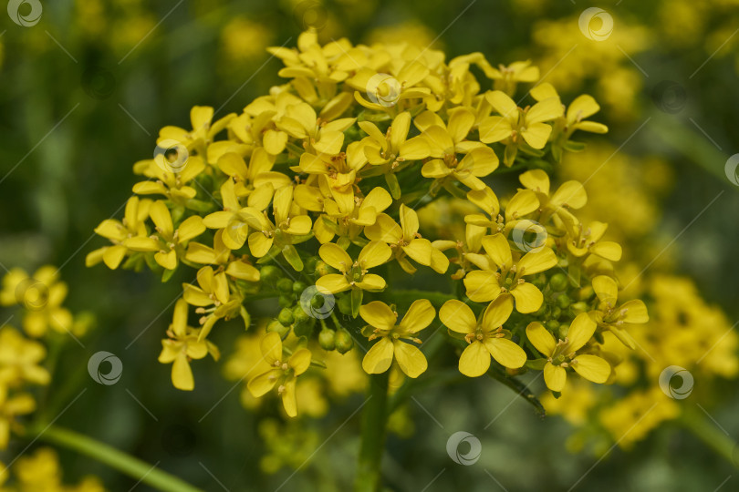 Скачать Барбарея обыкновенная (лат. Barbarea vulgaris) цветет на лугу. фотосток Ozero