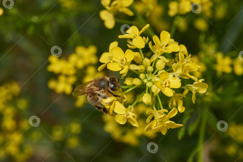Скачать Барбарея обыкновенная (лат. Barbarea vulgaris) цветет на лугу. фотосток Ozero