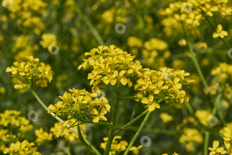 Скачать Барбарея обыкновенная (лат. Barbarea vulgaris) цветет на лугу. фотосток Ozero