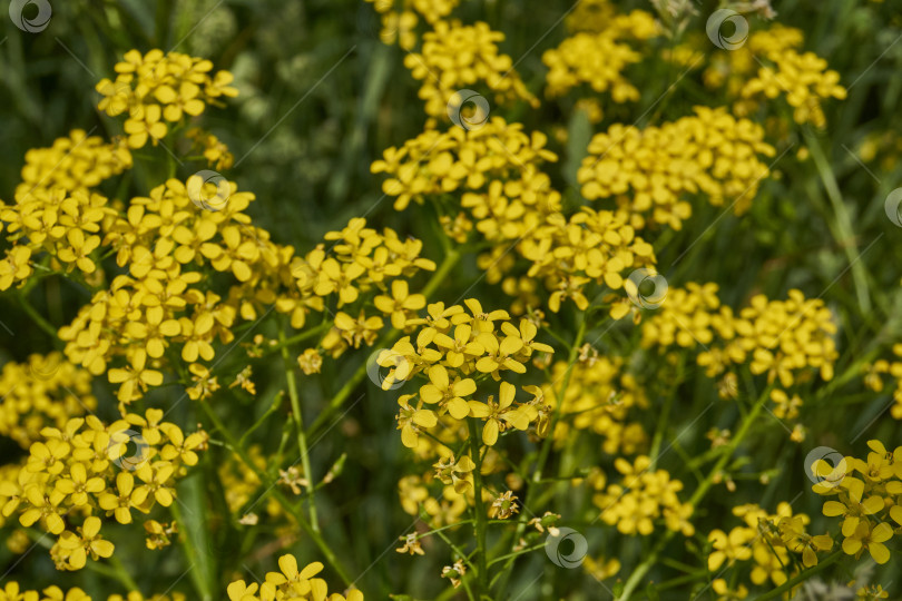 Скачать Барбарея обыкновенная (лат. Barbarea vulgaris) цветет на лугу. фотосток Ozero