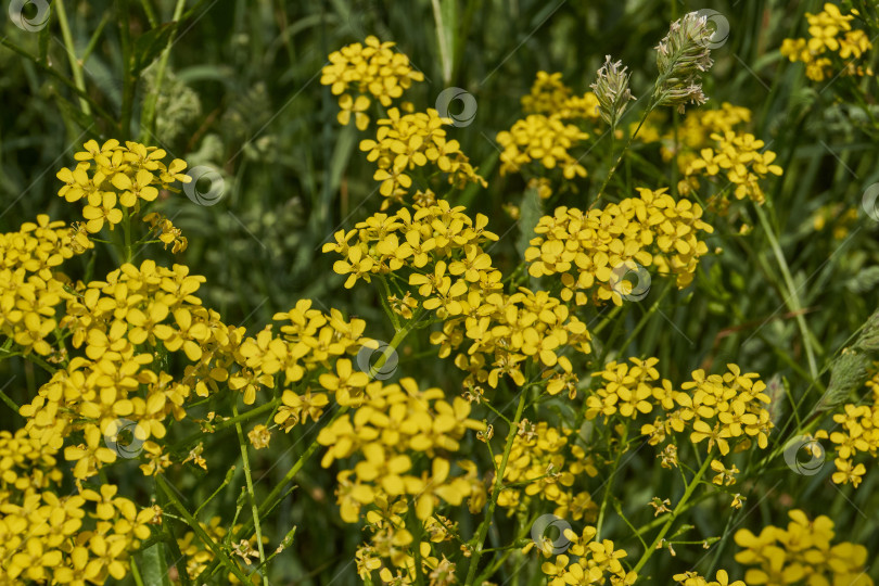 Скачать Барбарея обыкновенная (лат. Barbarea vulgaris) цветет на лугу. фотосток Ozero