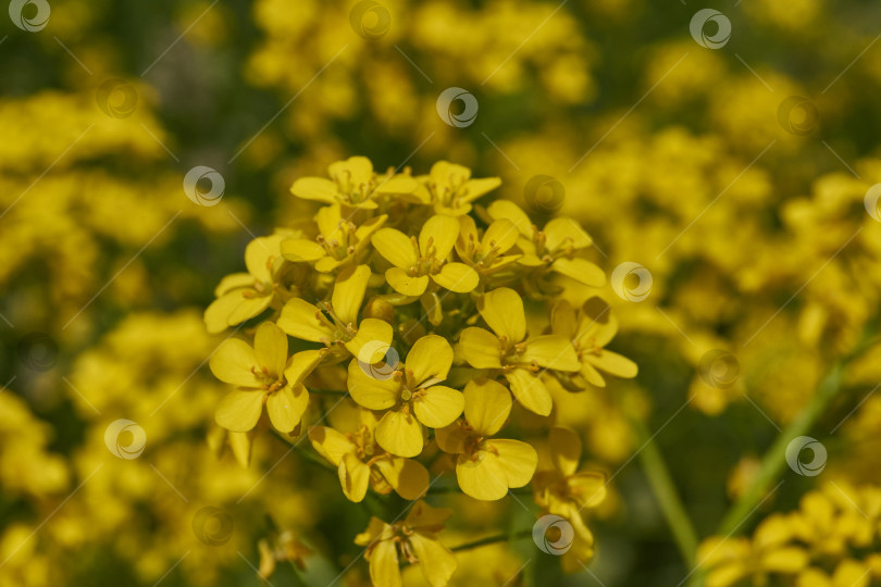 Скачать Барбарея обыкновенная (лат. Barbarea vulgaris) цветет на лугу. фотосток Ozero