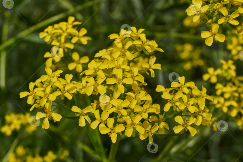 Скачать Барбарея обыкновенная (лат. Barbarea vulgaris) цветет на лугу. фотосток Ozero