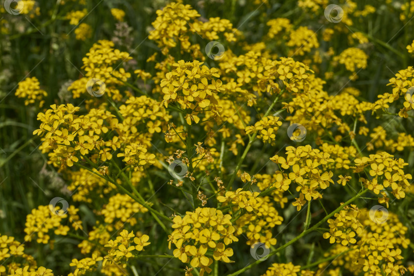Скачать Барбарея обыкновенная (лат. Barbarea vulgaris) цветет на лугу. фотосток Ozero