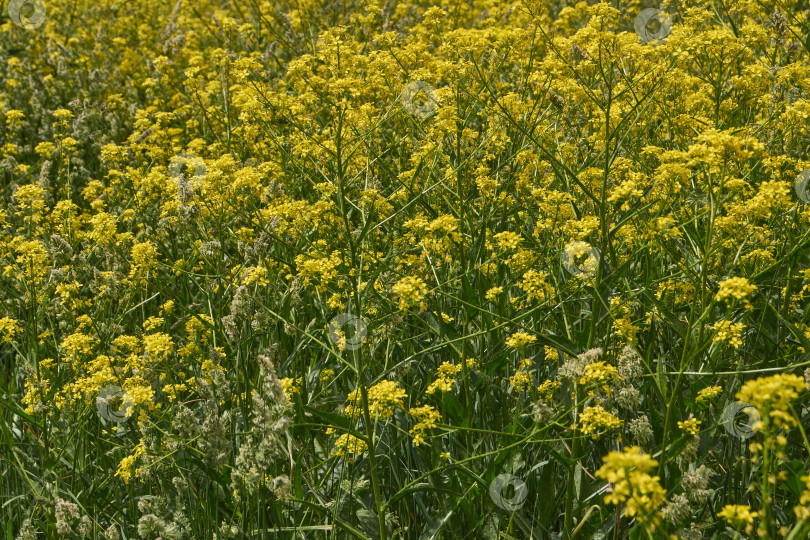 Скачать Барбарея обыкновенная (лат. Barbarea vulgaris) цветет на лугу. фотосток Ozero