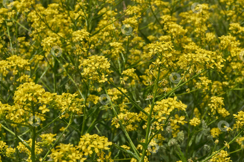 Скачать Барбарея обыкновенная (лат. Barbarea vulgaris) цветет на лугу. фотосток Ozero