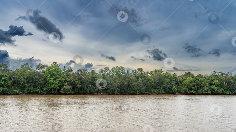 Скачать Спокойная река в тропическом лесу. Рябь на коричневой воде. фотосток Ozero