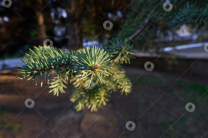 Скачать Красивая сосновая ветка с еловыми иголками. Еловая ветка. Рождественская елка на природе. Зеленая ель. фотосток Ozero