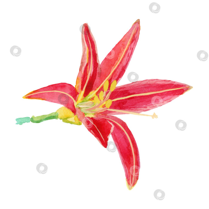 Скачать Акварельная живопись Hemerocallis Fulva фотосток Ozero