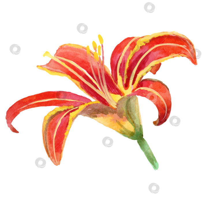 Скачать Акварельная картина с изображением Hemerocallis Fulva фотосток Ozero