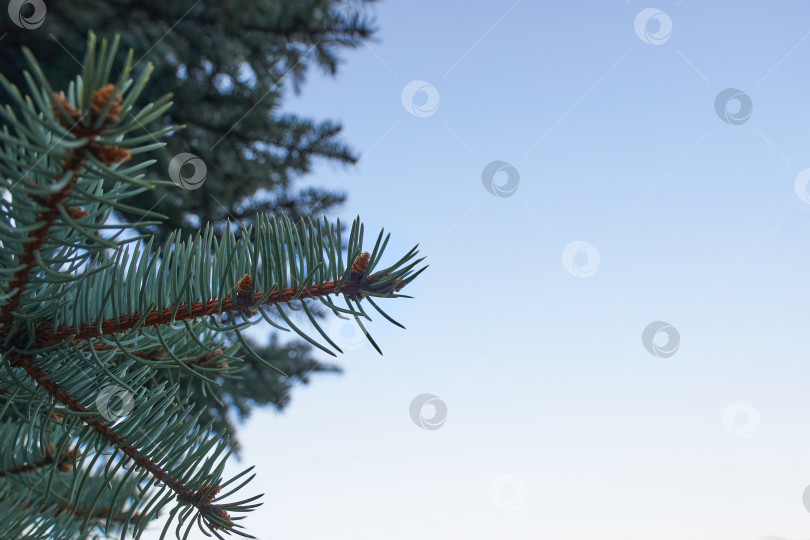 Скачать Красивая сосновая ветка с еловыми иголками. Еловая ветка. Рождественская елка на природе. Зеленая ель. фотосток Ozero