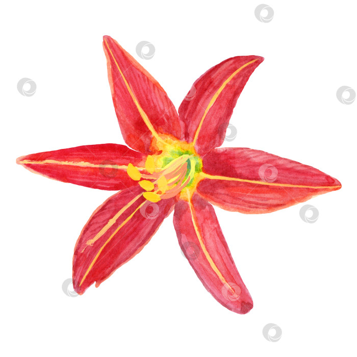 Скачать Акварельный цветок Hemerocallis Fulva крупным планом фотосток Ozero