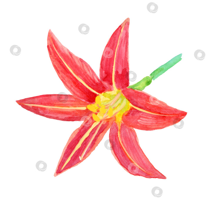 Скачать Акварельный цветок Hemerocallis Fulva крупным планом фотосток Ozero