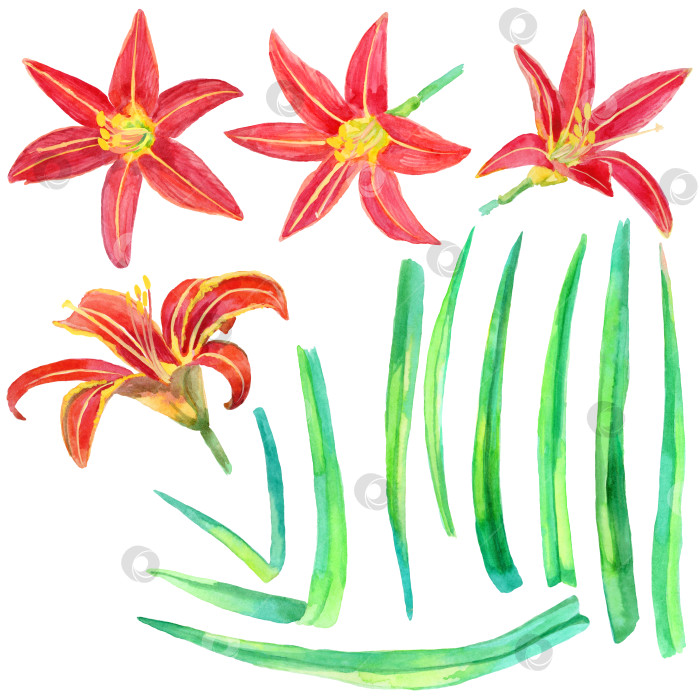 Скачать Набор Hemerocallis Fulva фотосток Ozero