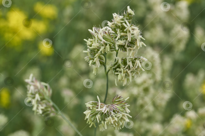 Скачать Женская трава (лат. Phalaris arundinacea) цветет на лугу. фотосток Ozero