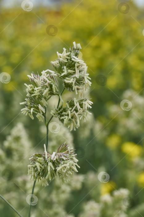 Скачать Женская трава (лат. Phalaris arundinacea) цветет на лугу. фотосток Ozero