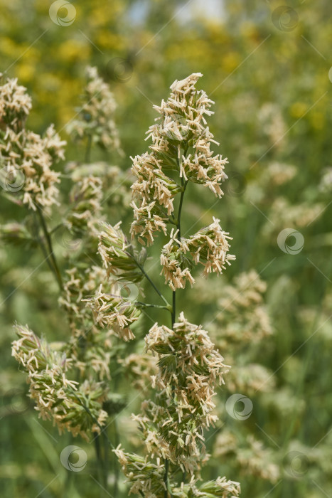 Скачать Женская трава (лат. Phalaris arundinacea) цветет на лугу. фотосток Ozero