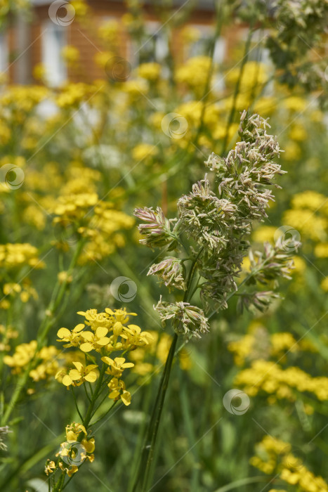 Скачать Женская трава (лат. Phalaris arundinacea) цветет на лугу. фотосток Ozero
